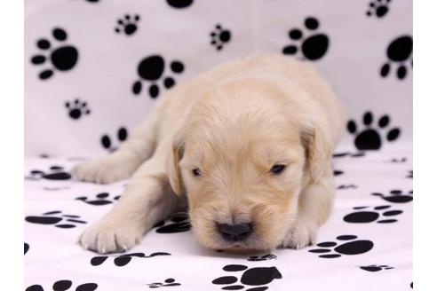 成約済の栃木県のゴールデンレトリーバー-10247の3枚目