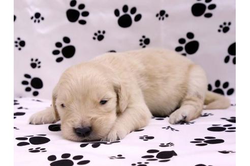 成約済の栃木県のゴールデンレトリーバー-10247の1枚目