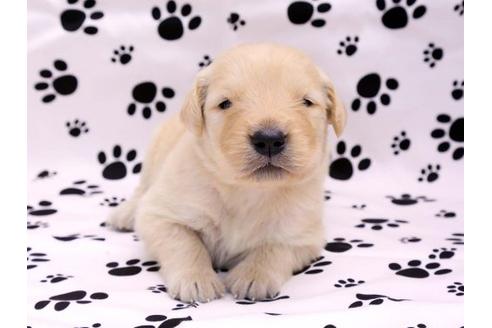 成約済の栃木県のゴールデンレトリーバー-10248の1枚目