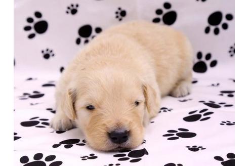 成約済の栃木県のゴールデンレトリーバー-10248の2枚目