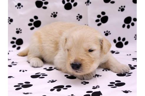 成約済の栃木県のゴールデンレトリーバー-10248の3枚目