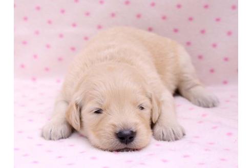 成約済の栃木県のゴールデンレトリーバー-10249の3枚目