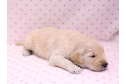 成約済の栃木県のゴールデンレトリーバー-10249の1枚目