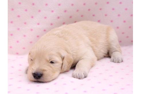 成約済の栃木県のゴールデンレトリーバー-10249の2枚目