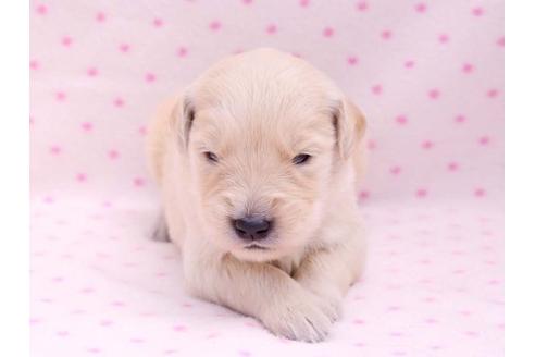 成約済の栃木県のゴールデンレトリーバー-10250の1枚目