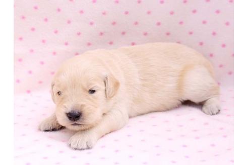 成約済の栃木県のゴールデンレトリーバー-10250の2枚目