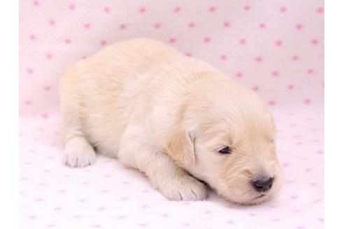 成約済の栃木県のゴールデンレトリーバー-10250の3枚目