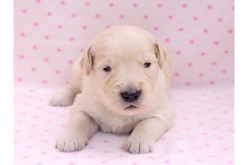 成約済の栃木県のゴールデンレトリーバー-10251の1枚目