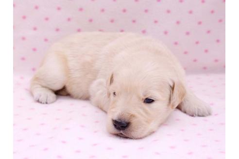 成約済の栃木県のゴールデンレトリーバー-10251の2枚目