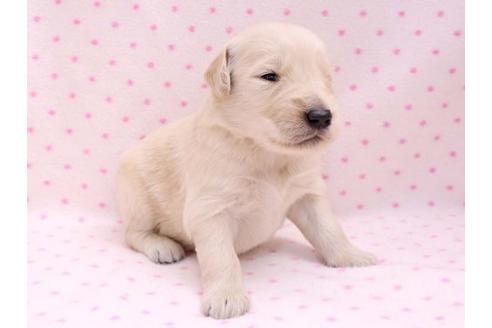 成約済の栃木県のゴールデンレトリーバー-10252の2枚目