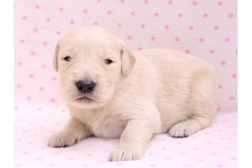 成約済の栃木県のゴールデンレトリーバー-10252の3枚目