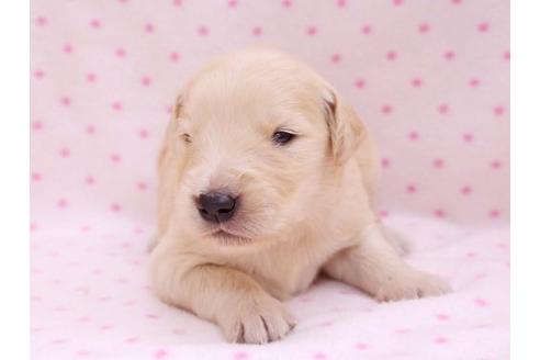 成約済の栃木県のゴールデンレトリーバー-10253の1枚目