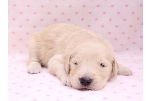 成約済の栃木県のゴールデンレトリーバー-10253の2枚目