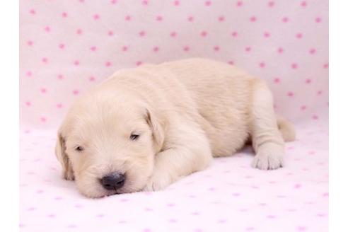 成約済の栃木県のゴールデンレトリーバー-10253の3枚目