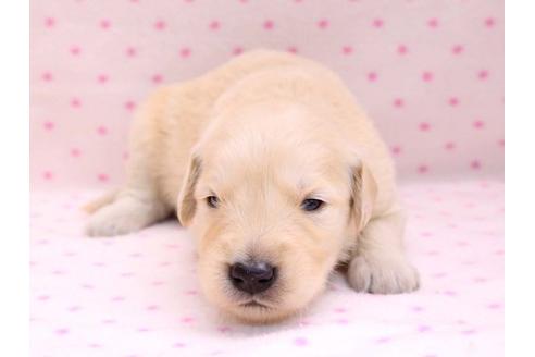 成約済の栃木県のゴールデンレトリーバー-10254の1枚目