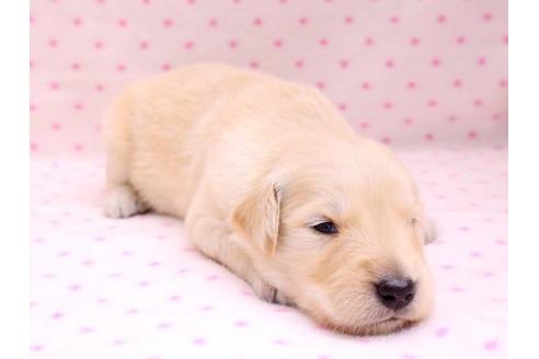 成約済の栃木県のゴールデンレトリーバー-10254の2枚目