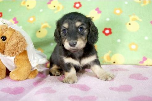 成約済の兵庫県のミニチュアダックスフンド-10259の1枚目