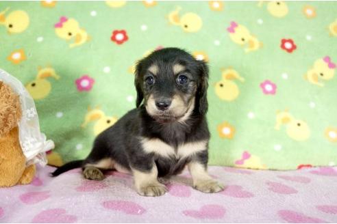 成約済の兵庫県のミニチュアダックスフンド-10259の2枚目