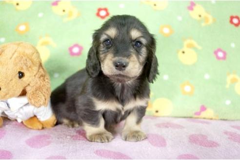 成約済の兵庫県のミニチュアダックスフンド-10260の1枚目