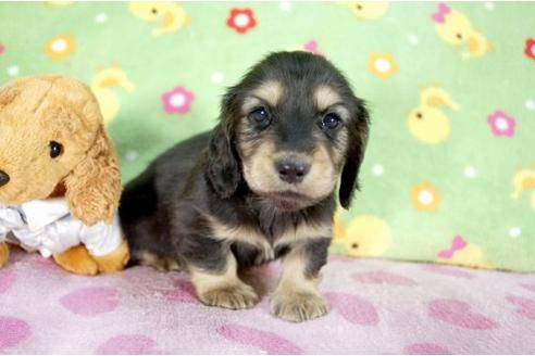 成約済の兵庫県のミニチュアダックスフンド-10260の2枚目