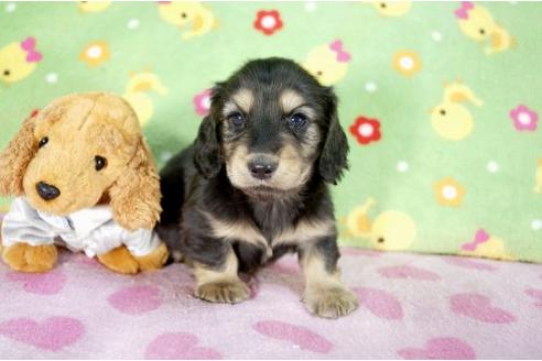 成約済の兵庫県のミニチュアダックスフンド-10260の3枚目