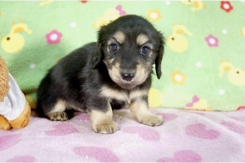 成約済の兵庫県のミニチュアダックスフンド-10261の1枚目