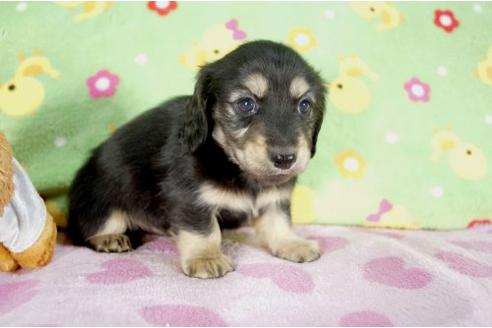 成約済の兵庫県のミニチュアダックスフンド-10261の2枚目