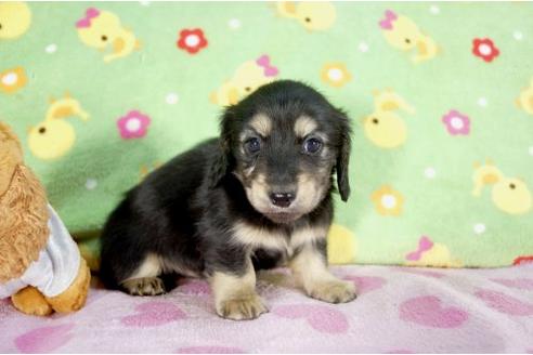 成約済の兵庫県のミニチュアダックスフンド-10261の3枚目