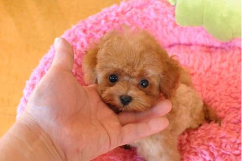 成約済の茨城県のトイプードル-10262の2枚目