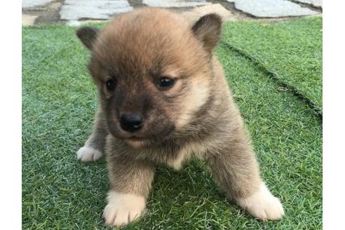成約済の長崎県の柴犬-9871の1枚目