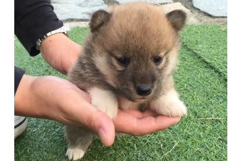 成約済の長崎県の柴犬-9871の2枚目