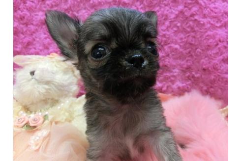 成約済の京都府のチワワ-10288の1枚目