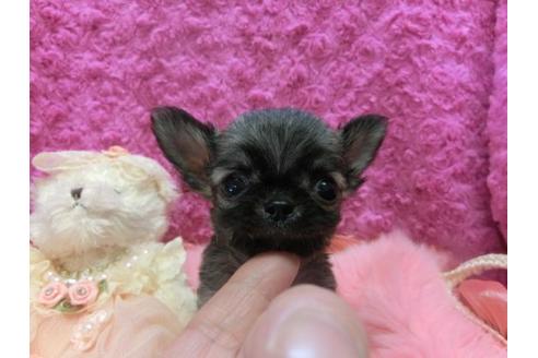 成約済の京都府のチワワ-10288の2枚目