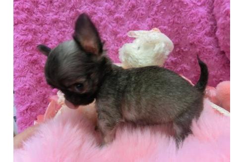 成約済の京都府のチワワ-10288の3枚目