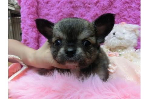 成約済の京都府のチワワ-10289の1枚目