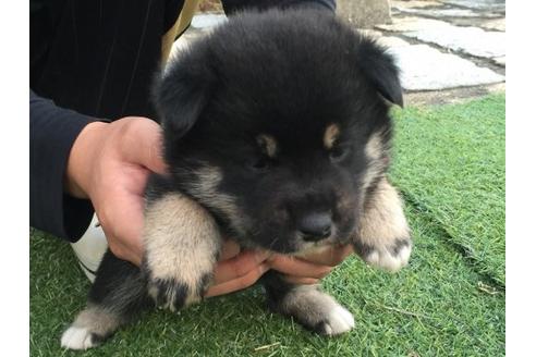 成約済の長崎県の柴犬-9813の2枚目
