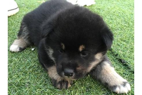 成約済の長崎県の柴犬-9813の3枚目