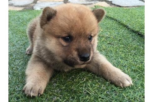 成約済の長崎県の柴犬-9872の1枚目