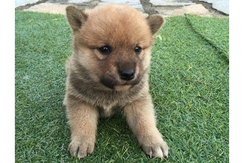 成約済の長崎県の柴犬-9872の2枚目