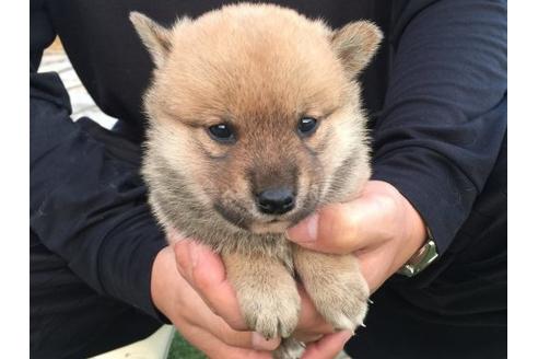 成約済の長崎県の柴犬-9872の3枚目