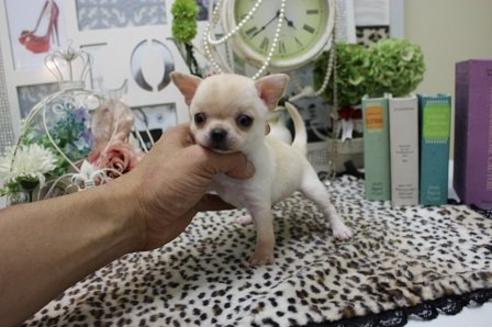 成約済の大阪府のチワワ-10322の3枚目
