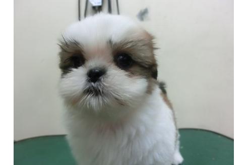 成約済の福岡県のシーズー-7111の1枚目