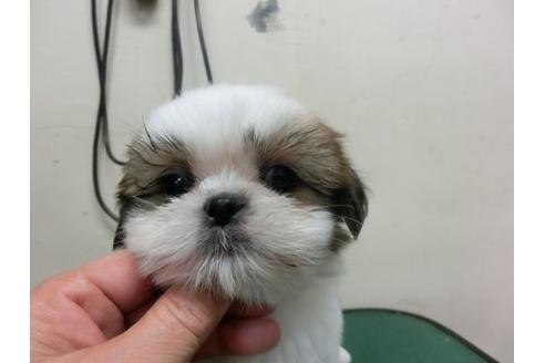 成約済の福岡県のシーズー-7111の2枚目