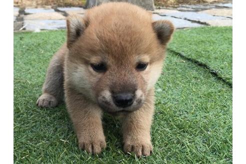 成約済の長崎県の柴犬-9974の1枚目
