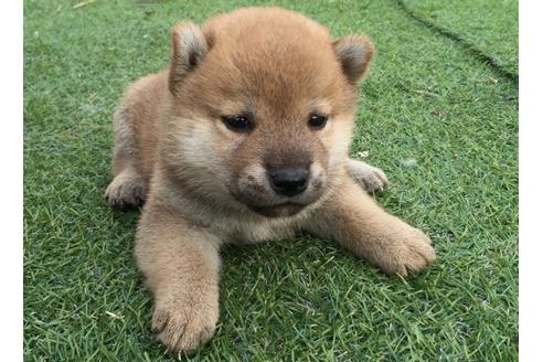 成約済の長崎県の柴犬-9974の2枚目