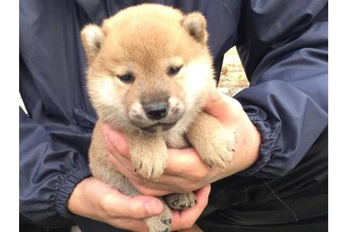 成約済の長崎県の柴犬-9974の3枚目