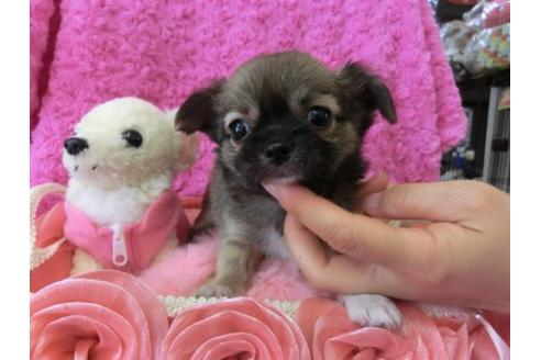 成約済の京都府のチワワ-10345の1枚目