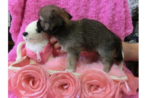 成約済の京都府のチワワ-10345の2枚目