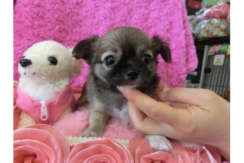 成約済の京都府のチワワ-10345の3枚目