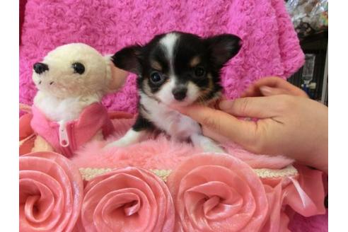 成約済の京都府のチワワ-10346の1枚目